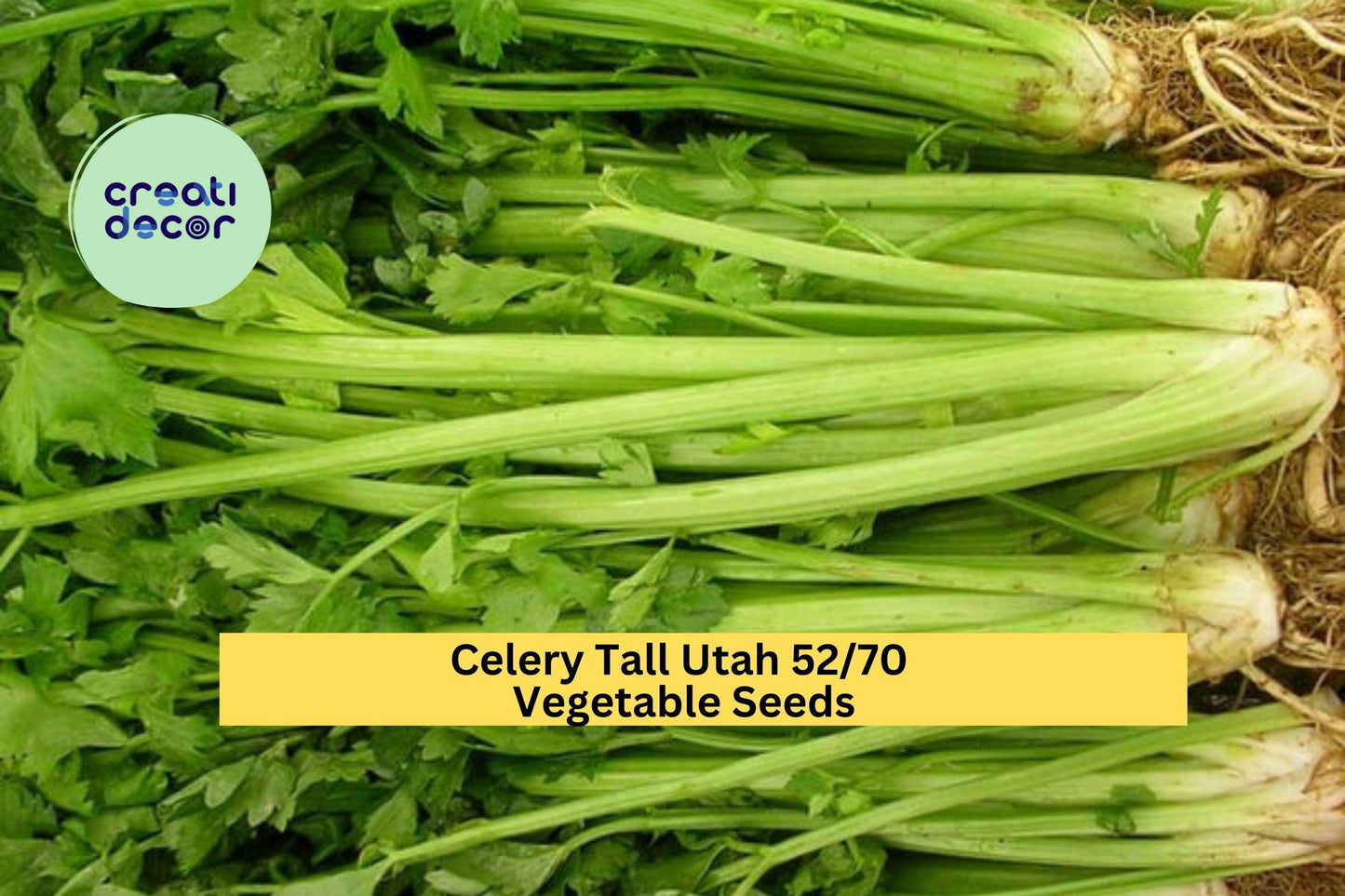 3pcs Tall Utah Celery Seeds – Heirloom Apium graveolens var. dulce for Garden Beds, Containers, Raised Rows