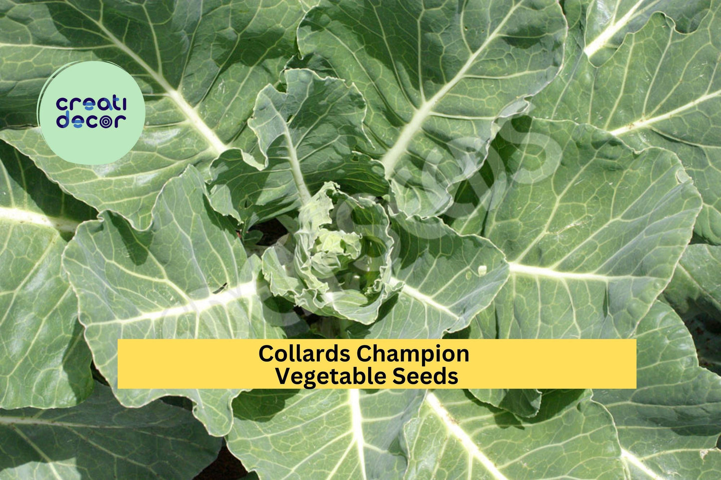 Collards Champion Seeds 3 Pack – Heirloom Brassica oleracea, Dark Green Leaves for Garden Beds, Containers, Raised Rows