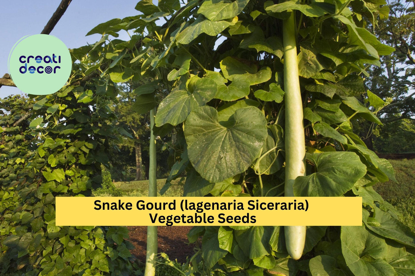 Snake Gourd Seeds, 10 Pack – Long Curved Edible Fruit, Vining Vegetable for Vertical Gardens, Tropical, Lagenaria siceraria