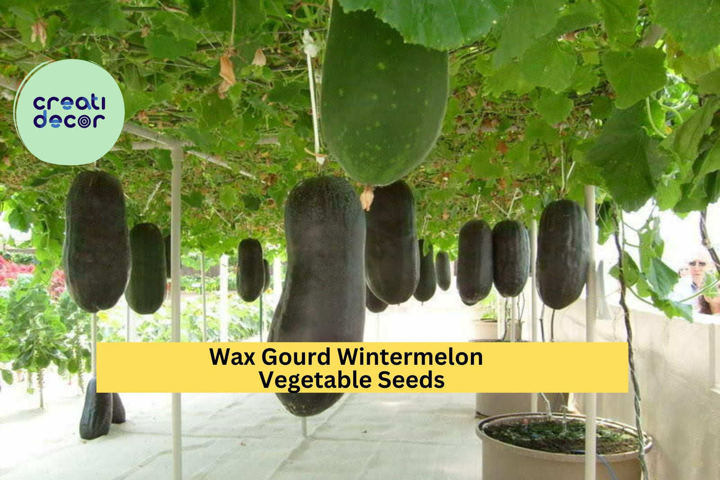 Wax Gourd Seeds 3 Pack | Wintermelon Benincasa hispida for Soups & Stews | Large White-Frosted Melon Seeds