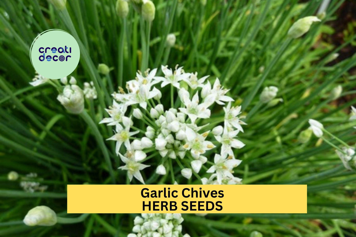 Garlic Chives Seeds 3 Pack – Perennial Herb with Mild Garlic Flavor for Gardens & Culinary Use – Allium tuberosum