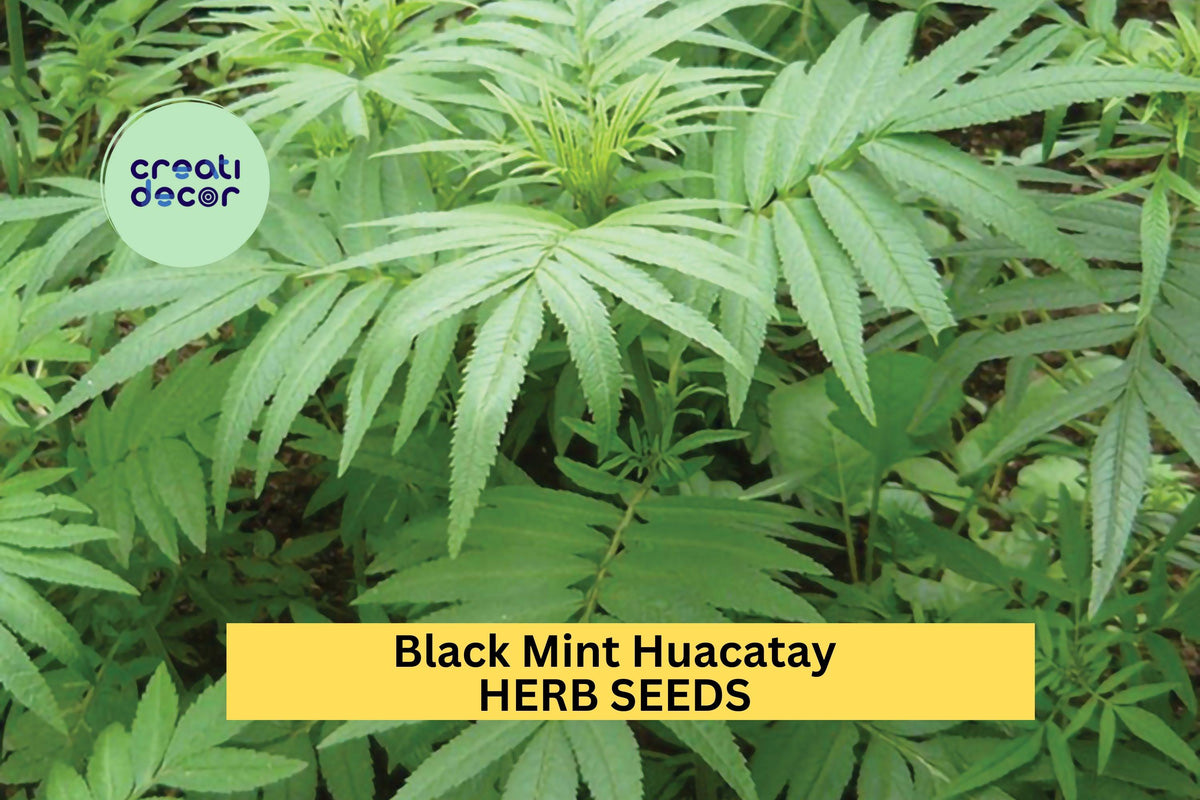 Black Mint Huacatay Seeds – 100mg, Aromatic Peruvian Herb, Tagetes minuta for Culinary, Herb Gardens, Garden Beds