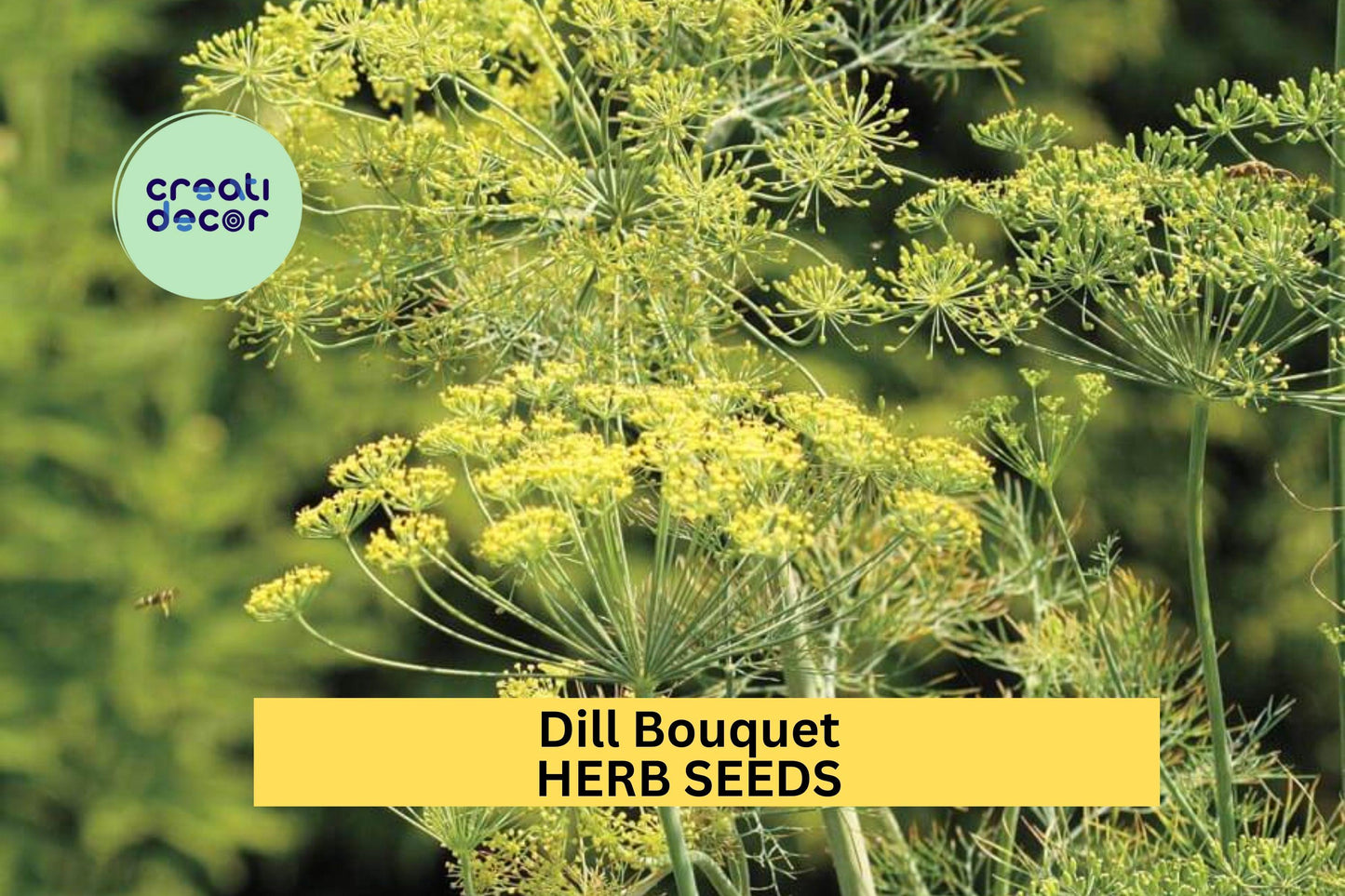 3pcs Dill Bouquet Seeds – Anethum graveolens Aromatic Herb for Pickling, Cooking & Garden Growing