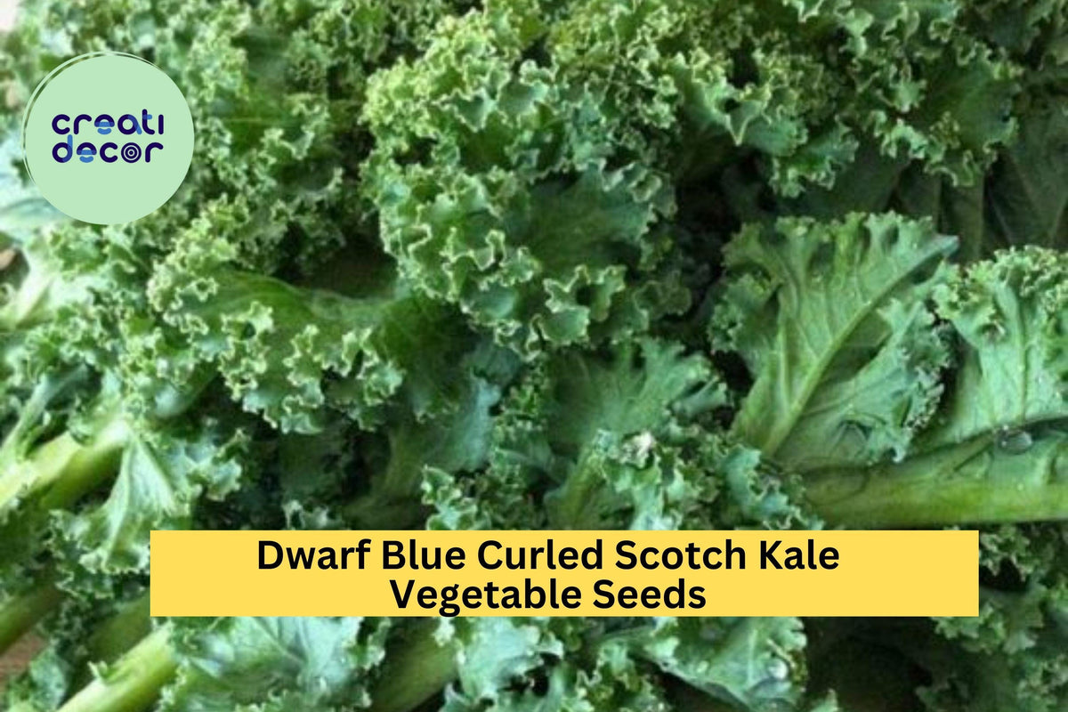 Dwarf Blue Curled Scotch Kale Seeds 3 Pack – Cold Hardy Blue-Green Leafy Greens for Cooking, Juicing & Garden Planting Brassica oleracea