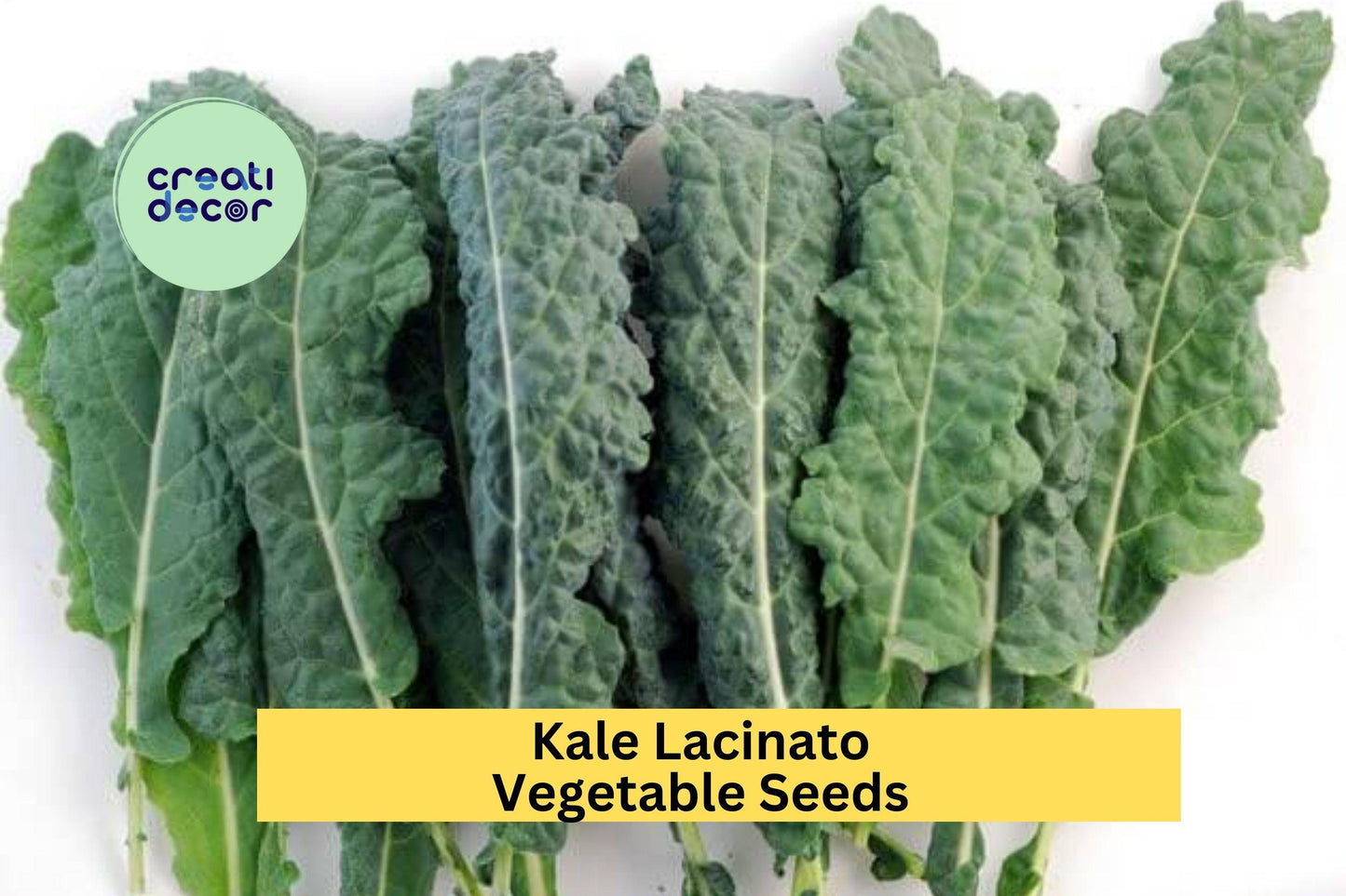 3pcs Lacinato Kale Seeds – Dinosaur Kale, Tuscan Kale, Brassica oleracea, for Gardening, Juicing, Cooking, Salad Greens