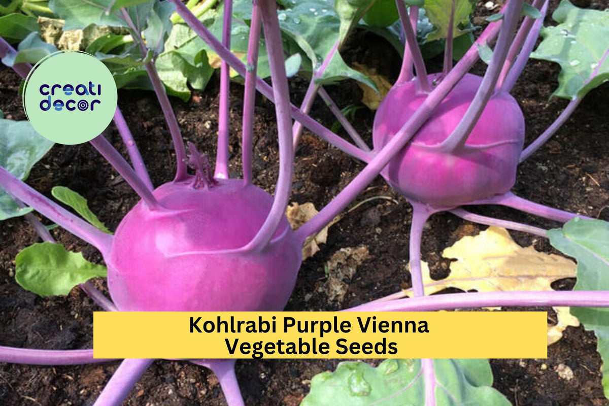 3pcs 500mg Purple Vienna Kohlrabi Seeds – Heirloom Brassica oleracea, Nutty Flavor, Purple Bulb, Cool Season Vegetable for Home Gardening