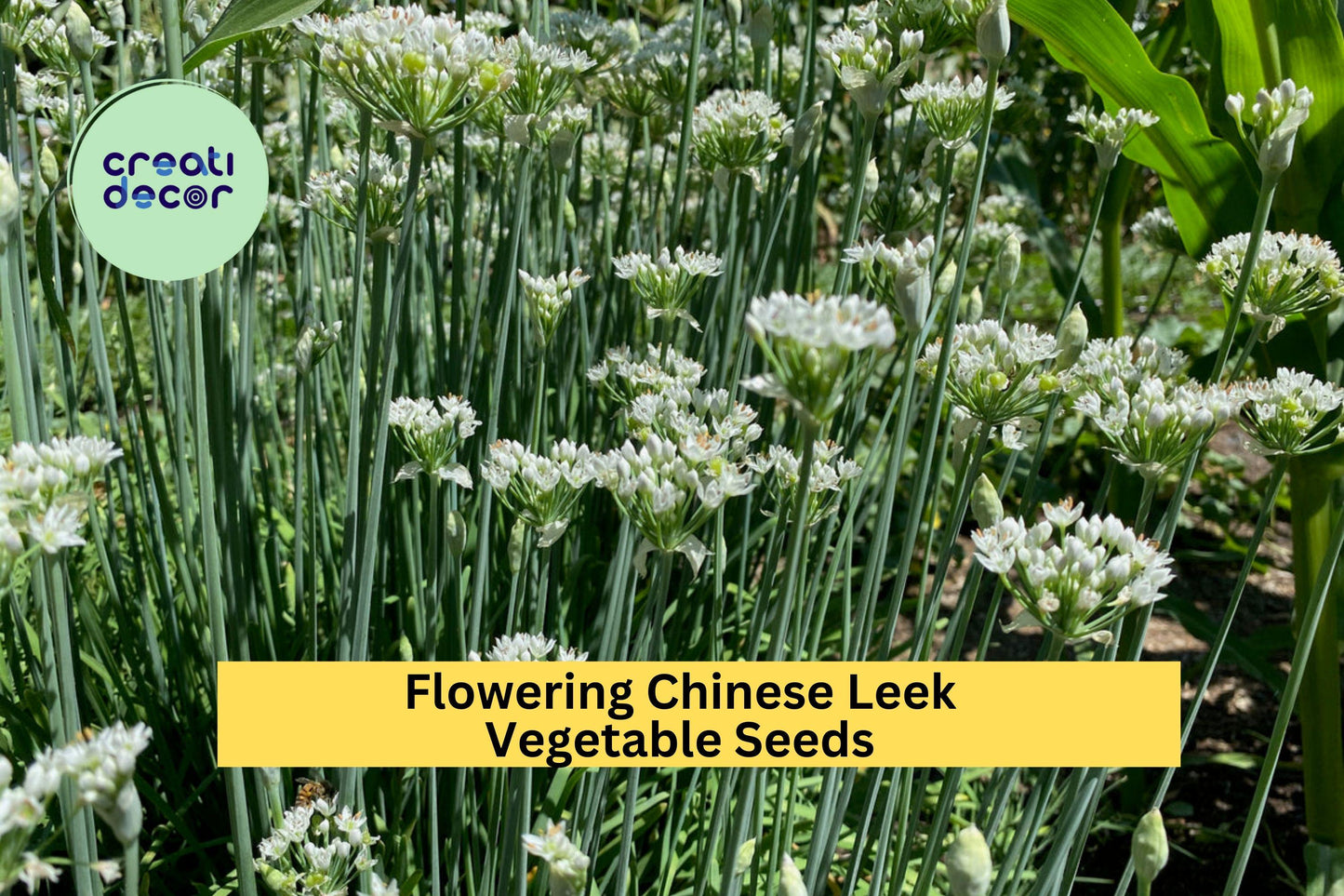 3pcs Garlic Chive Seeds – Edible Flowering Chinese Leek Allium tuberosum for Cooking & Herb Gardens