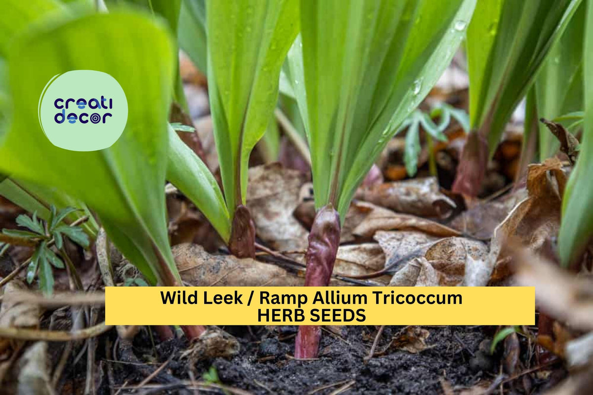 Wild Leek Seeds 3 Pack Allium Tricoccum Heirloom Native Edible Onion Garlic Flavor for Woodland Gardens