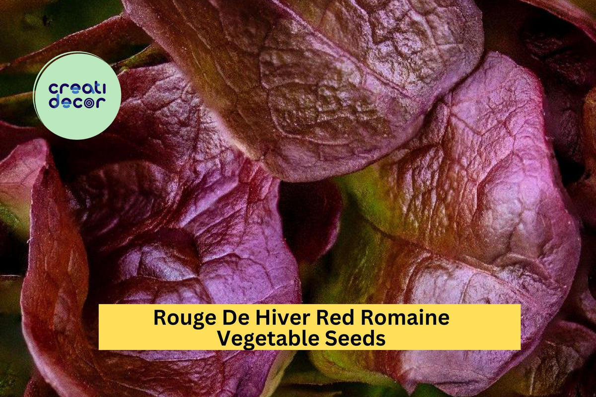 3pcs of Rouge De Hiver Red Romaine Lettuce Seeds – Heirloom, Cold Hardy, Gourmet Salad Greens, Lactuca sativa