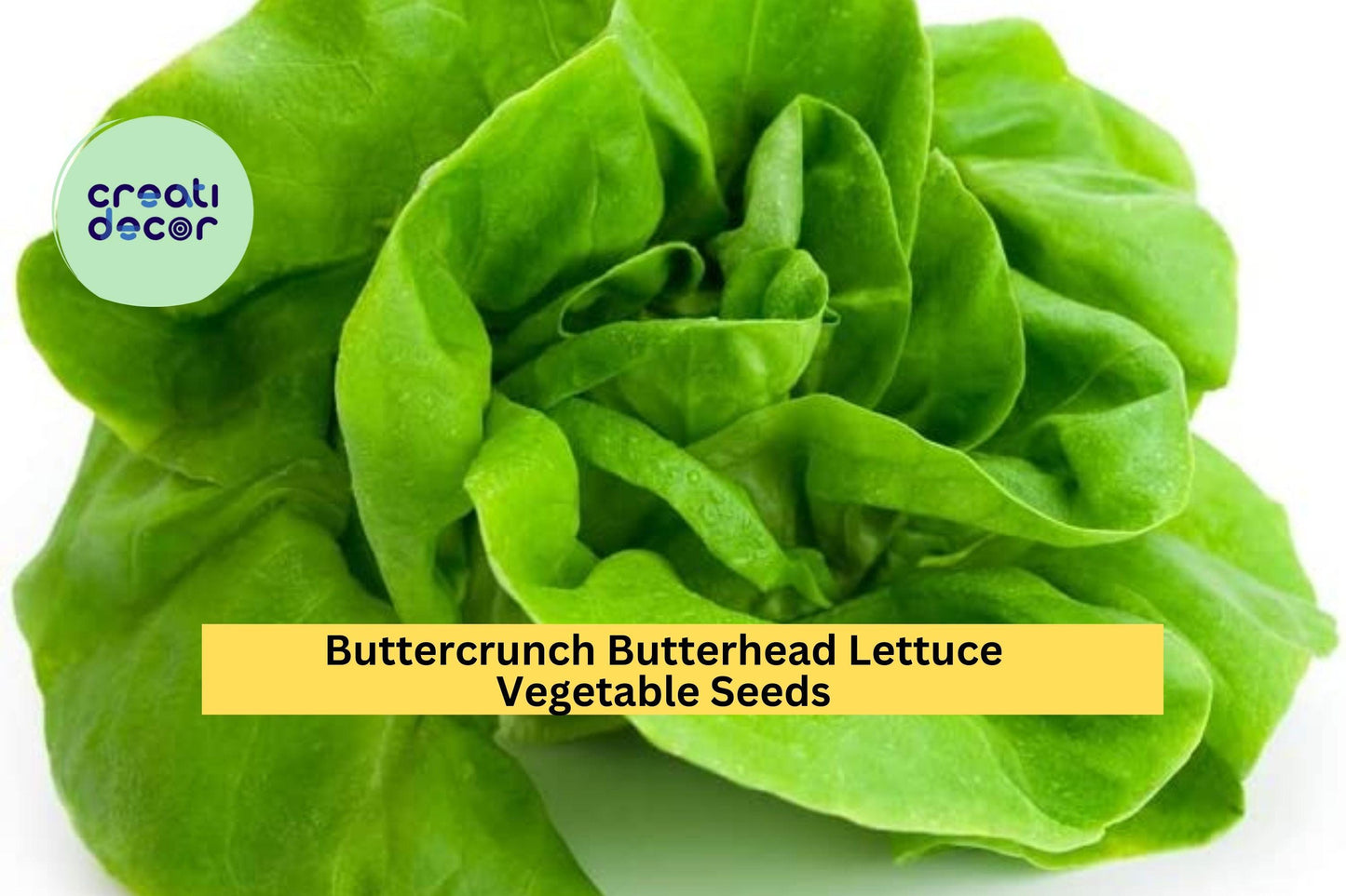 3pcs of 1g Buttercrunch Butterhead Lettuce Seeds – Heirloom, Bolt-Resistant, Tender Green Lettuce for Gardens, Pots, and Raised Beds
