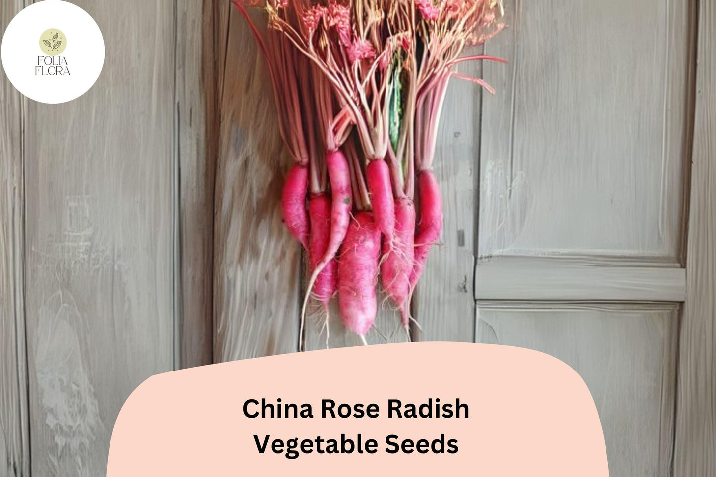 500+ China Rose Radish Seeds – Heirloom Winter Root Vegetable with Pink Skin & Crisp Flesh