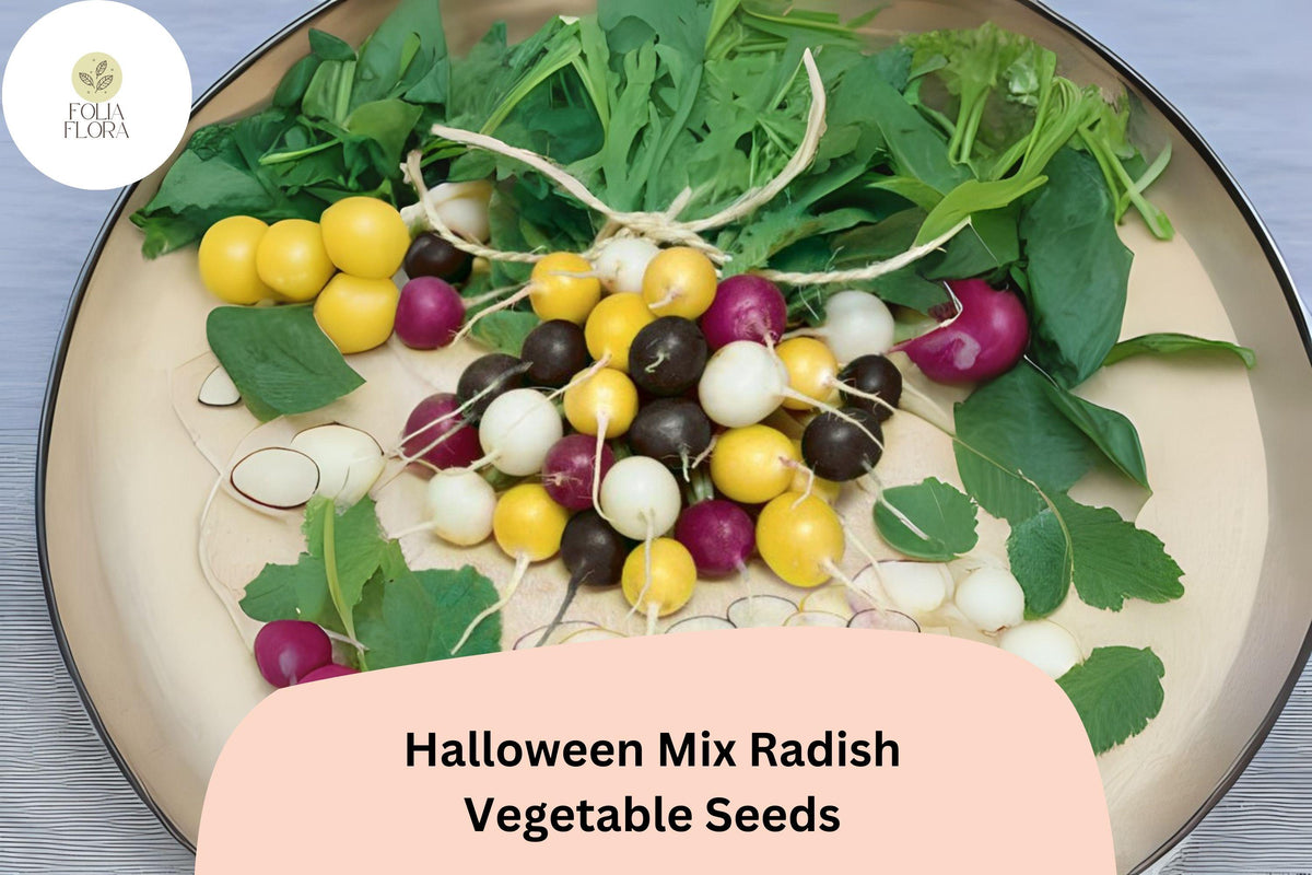 Halloween Mix Radish Seeds – Colorful Heirloom Blend for Fast-Growing, Cold-Hardy Root Vegetables