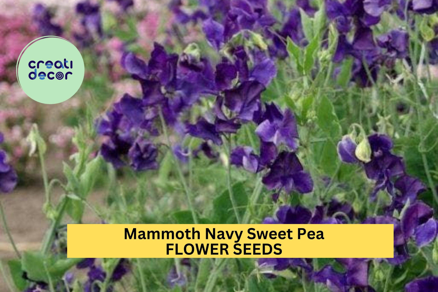 Mammoth Navy Sweet Pea Seeds – Deep Blue Climbing Vine for Trellises, Arches & Bouquets – Lathyrus odoratus, 50+ Seeds