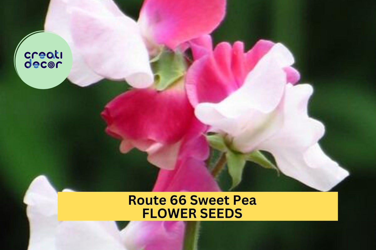 Route 66 Sweet Pea Seeds – Bright Cherry-Red Blooms Climbing Vine for Trellises, Borders & Bouquets – Lathyrus odoratus, 50+ Seeds