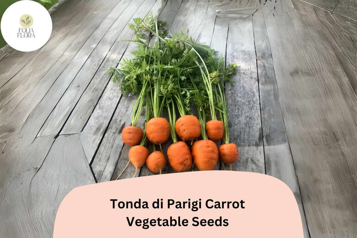 1000+ Tonda di Parigi Carrot Seeds – Heirloom, Round Baby Carrots, Compact Root, Gourmet, Fast-Growing, Organic, Urban Gardening