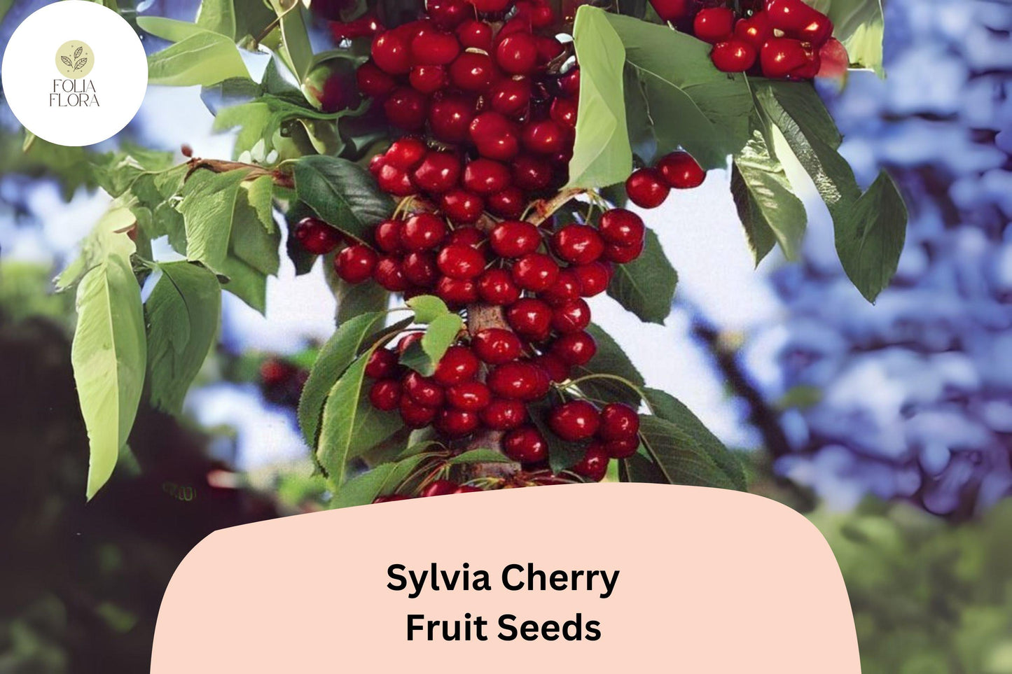 10+ Sylvia Cherry Seeds – Compact Dwarf Cherry Tree for Home Gardens & Containers, Sweet Juicy Deep Red Fruit