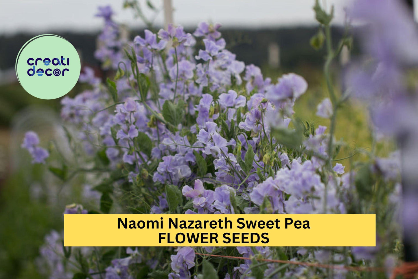 Naomi Nazareth Sweet Pea Seeds – Blush Pink Climbing Vine for Trellises, Bouquets & Cottage Gardens – Lathyrus odoratus