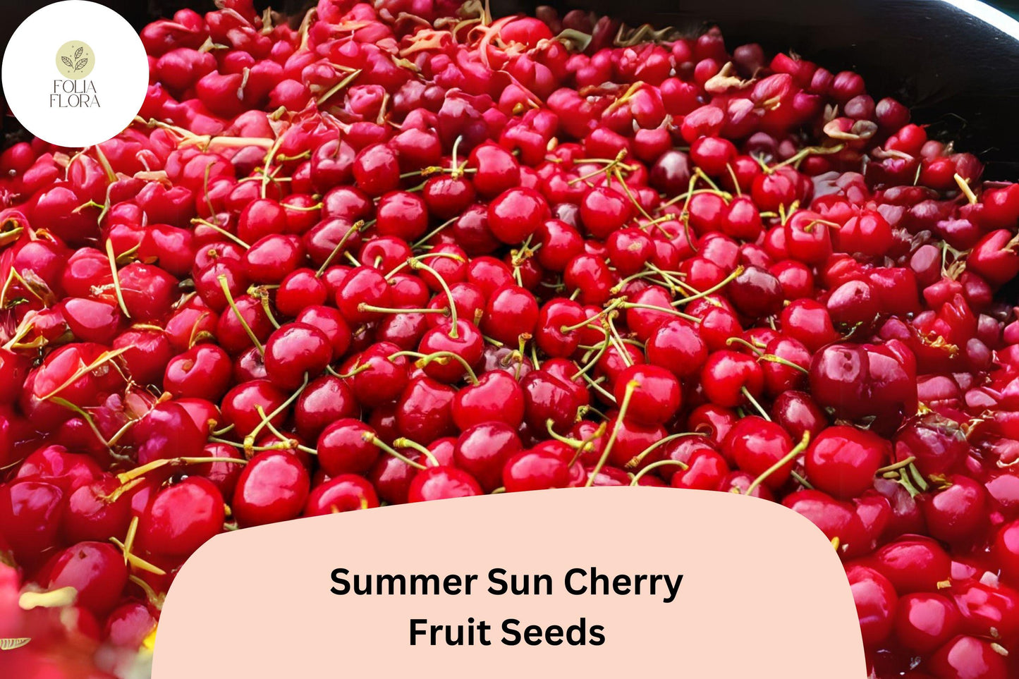 Summer Sun Cherry Seeds – High-Yielding, Sweet, Golden-Red Fruit, Self-Fertile, Cold-Hardy, Juicy Cherry Tree Seeds