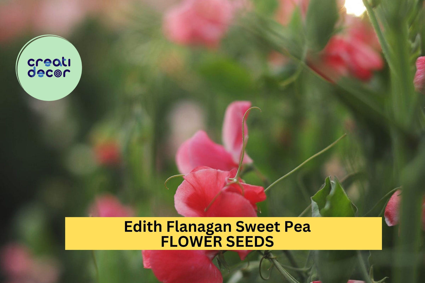 Edith Flanagan Sweet Pea Seeds – Deep Pink Blooms – Climbing Vine for Trellises, Bouquets & Cottage Gardens – Lathyrus odoratus – 50+ Seeds