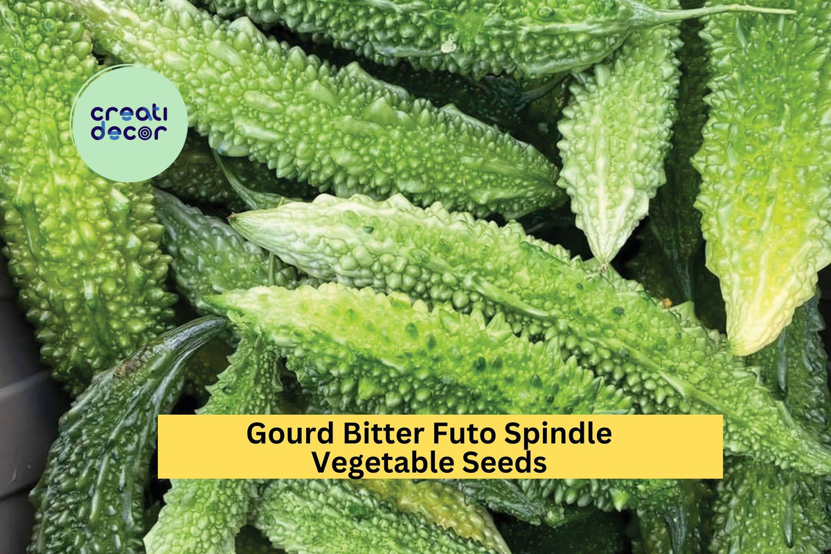 Bitter Melon Futo Spindle Seeds – 3 Packs of 5 Bright Green, Bumpy Gourds for Trellis Gardening & Asian Cooking – Momordica charantia