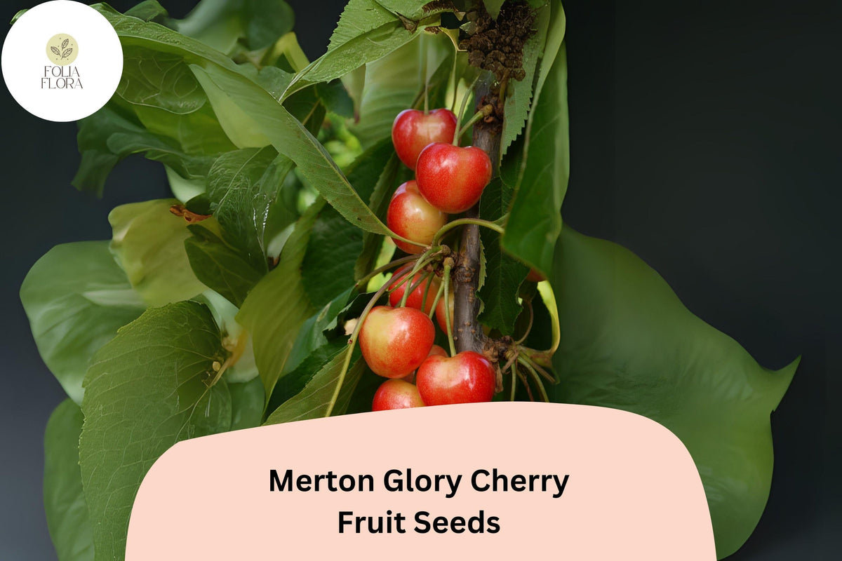 10+ Merton Glory Cherry Seeds – White Juicy Fruit, Sweet, Cold-Hardy, High-Yielding, Fruit Tree, Garden, Orchard, Container