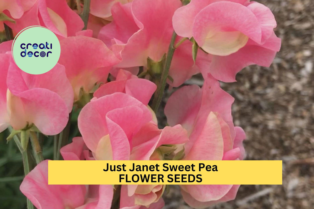 Just Janet Sweet Pea Seeds – Salmon Pink Climbing Vine for Trellises, Bouquets & Cottage Gardens – Lathyrus odoratus, 50+ Seeds