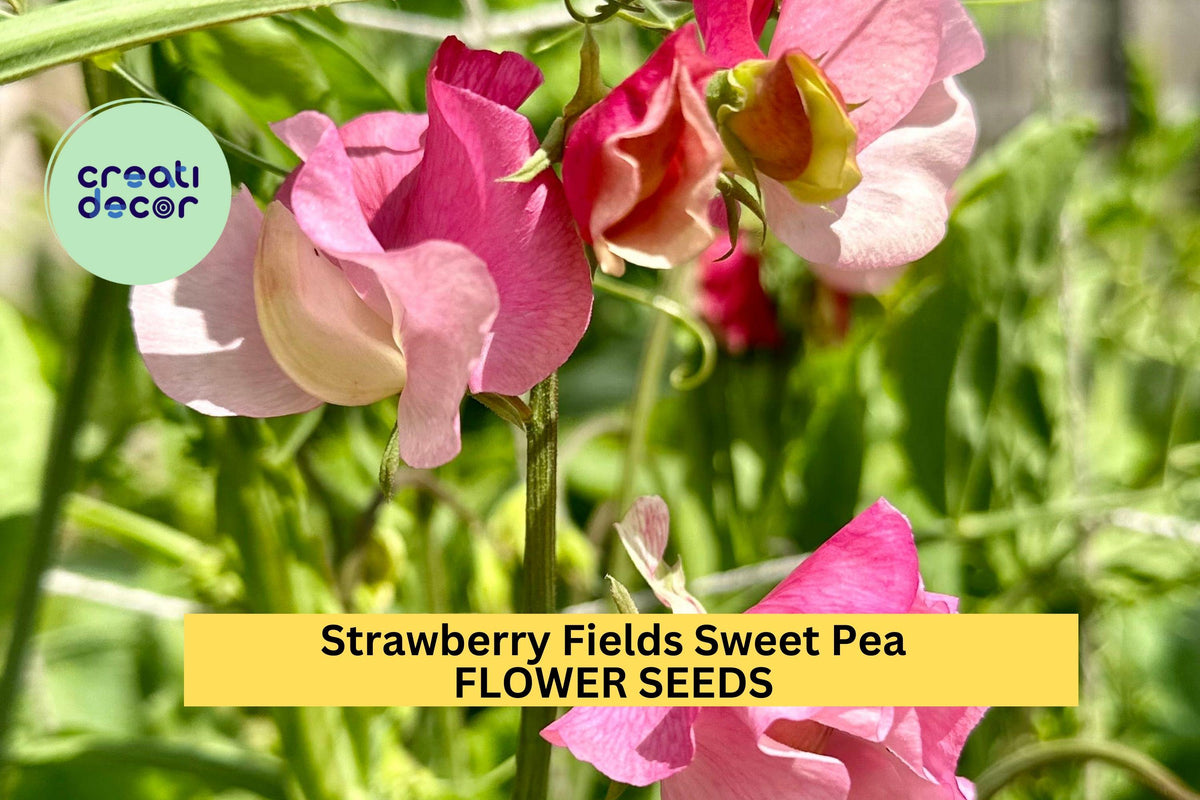Strawberry Fields Sweet Pea Seeds – Crimson Red Climbing Vines for Bouquets & Gardens – Lathyrus odoratus, 50+ Seeds