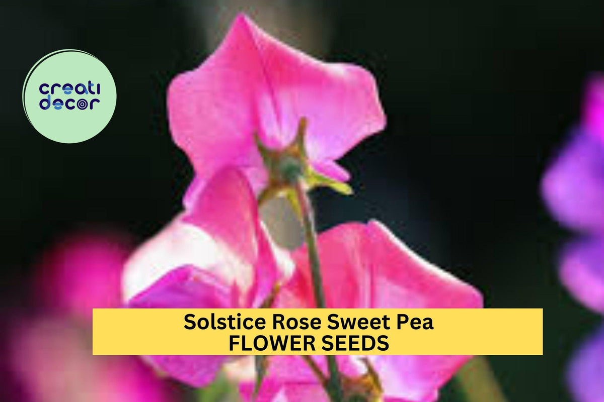 Solstice Rose Sweet Pea Seeds – Rose-Pink Blooms, Climbing Vine, Lathyrus odoratus, Early-Blooming, Cut Flowers, Container & Trellis Plant