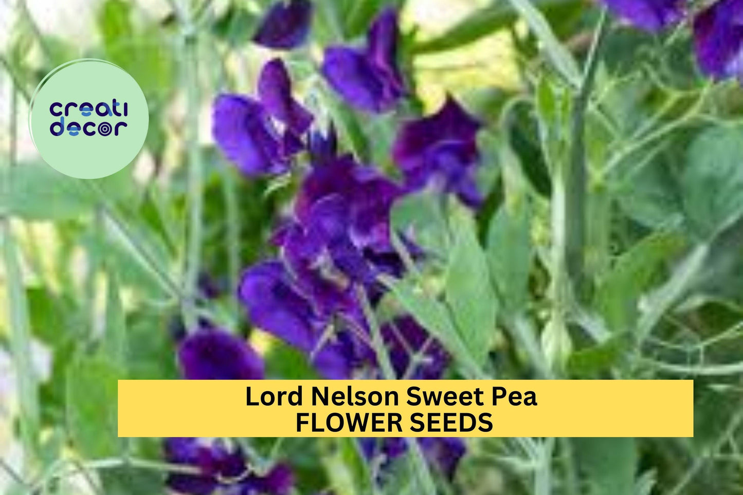 Albutt Blue Sweet Pea Seeds – 50+ White & Lavender Bi-Color Climbing Vine for Bouquets & Gardens – Lathyrus odoratus