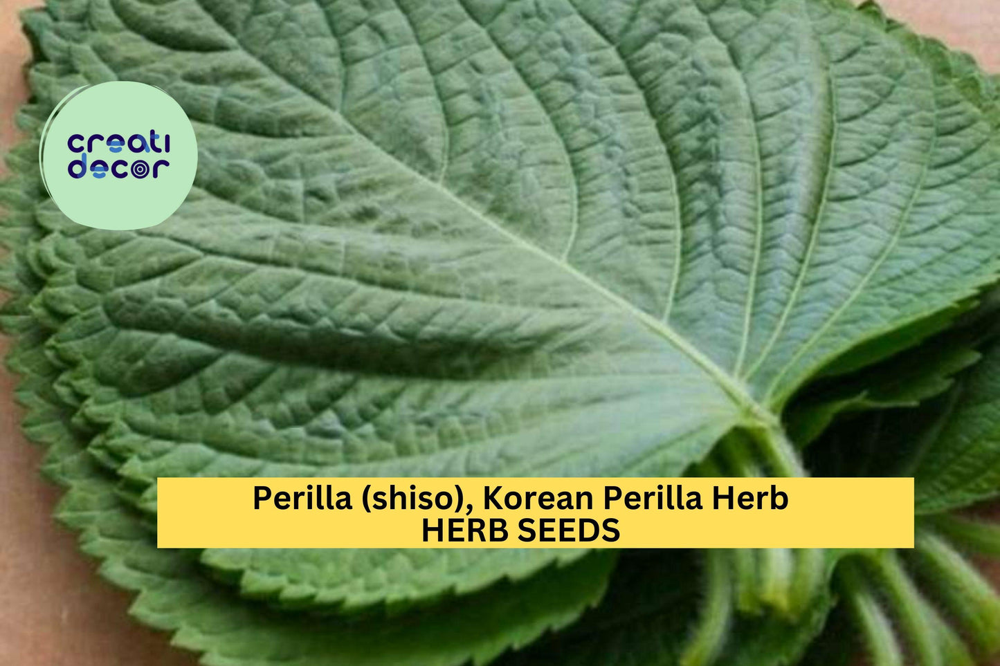 3pcs Korean Perilla Shiso Seeds – Fragrant Culinary Herb for Korean Recipes, Garden & Containers – Perilla frutescens