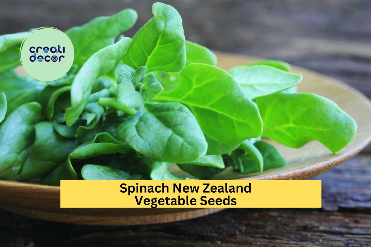 3pcs of 1g New Zealand Spinach Seeds – Heat-Tolerant, Tetragonia tetragonioides, Cut-and-Come-Again Greens for Summer Garden or Containers