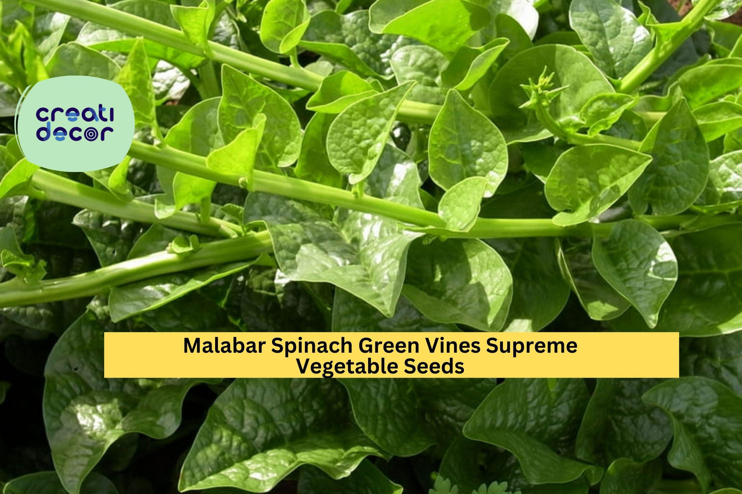 3pcs Green Malabar Spinach Seeds – Supreme Vines, Heat-Tolerant Leafy Greens, Basella alba for Vertical Gardens & Trellises
