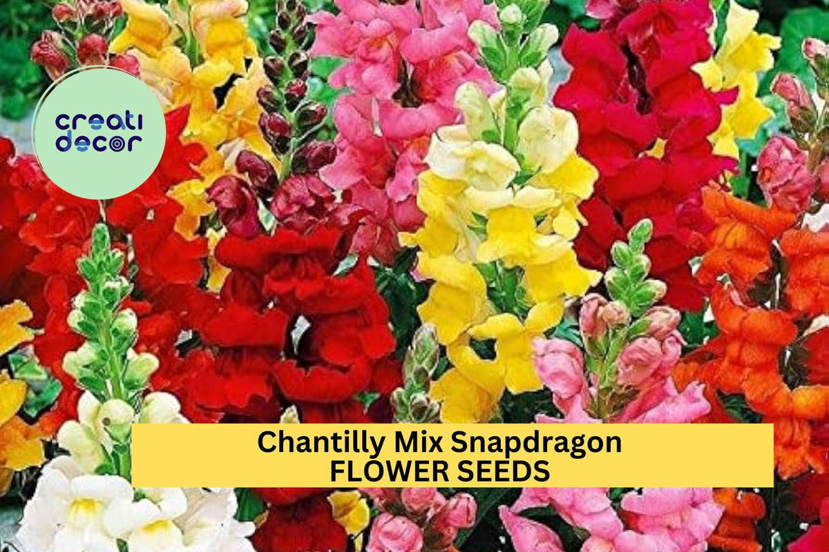 Chantilly Mix Snapdragon Seeds – Butterfly Blooms, Pastel Colors, Antirrhinum majus, for Cut Flowers & Pollinator Gardens