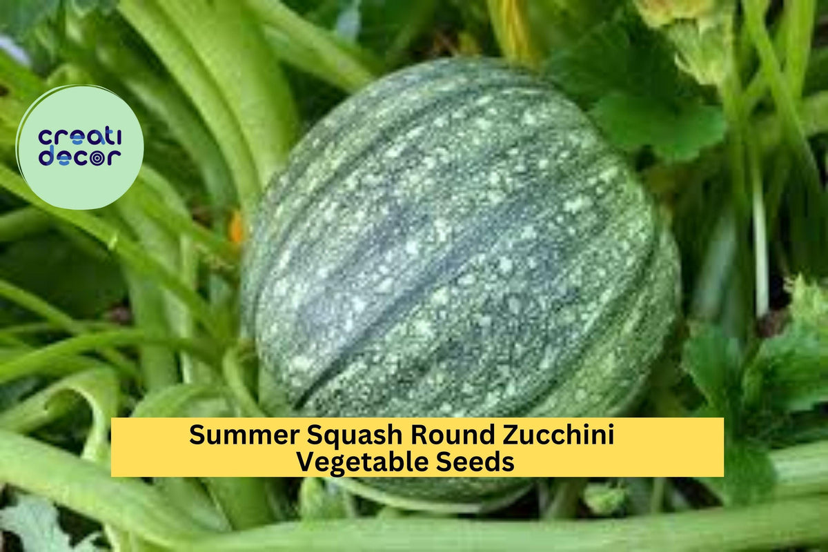 3pcs Round Zucchini Seeds – Compact Summer Squash for Grilling, Roasting, Stuffing | Cucurbita pepo