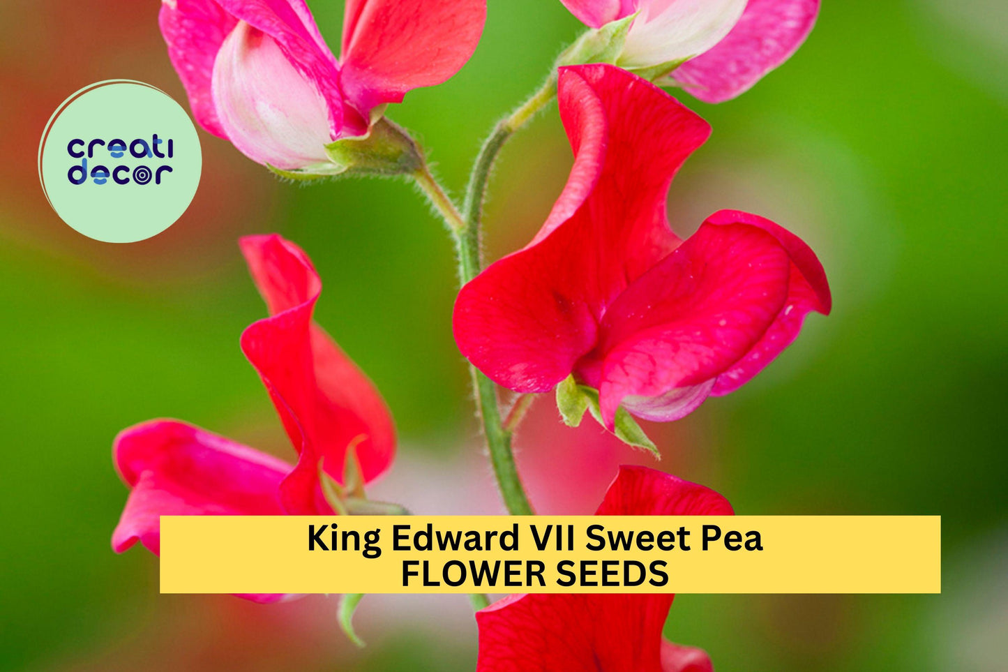 King Edward VII Sweet Pea Seeds – Crimson Red Climbing Vine for Trellises, Bouquets & Gardens – Lathyrus odoratus
