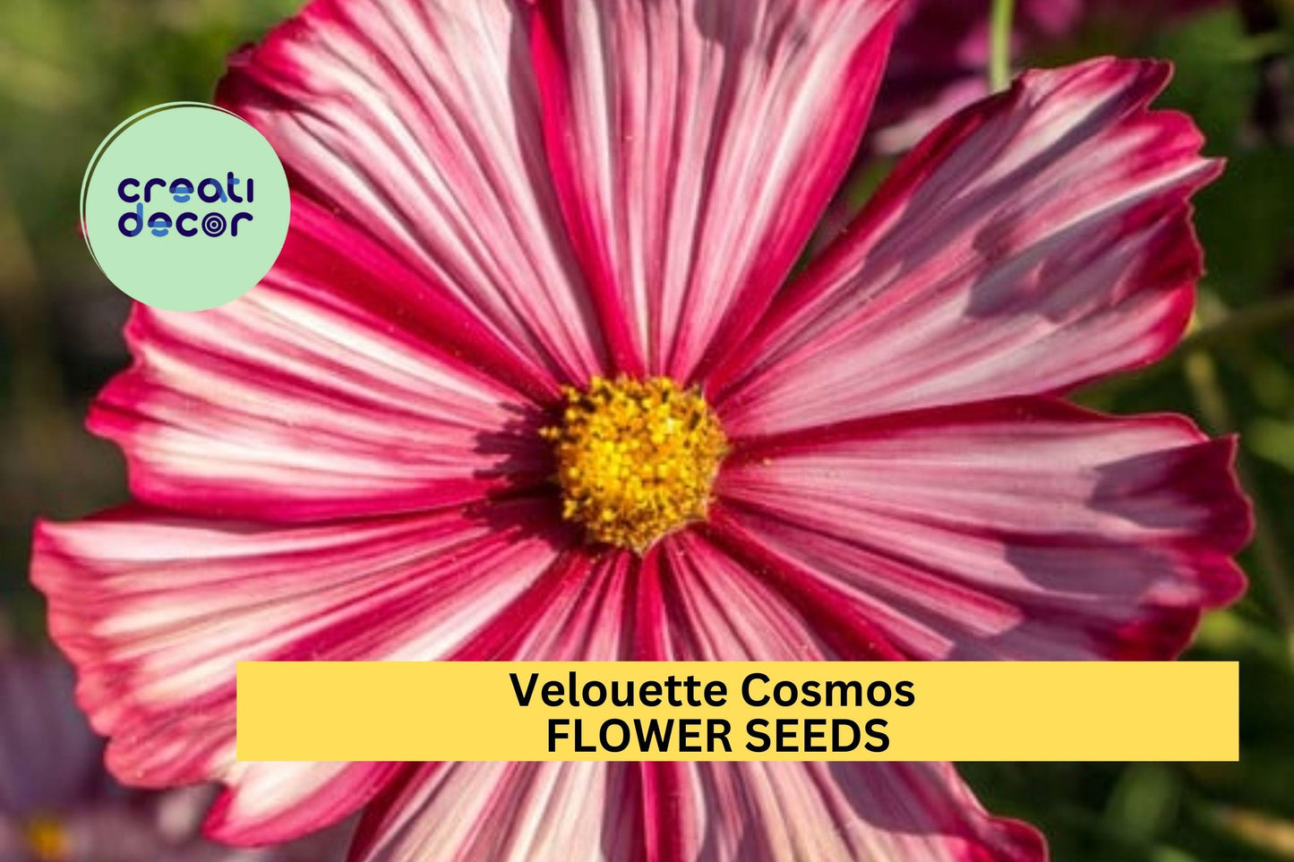 Velouette Cosmos Seeds – 200+ Crimson & White Bicolor Blooms – Cosmos bipinnatus for Cut Flowers, Pollinator Gardens, Borders