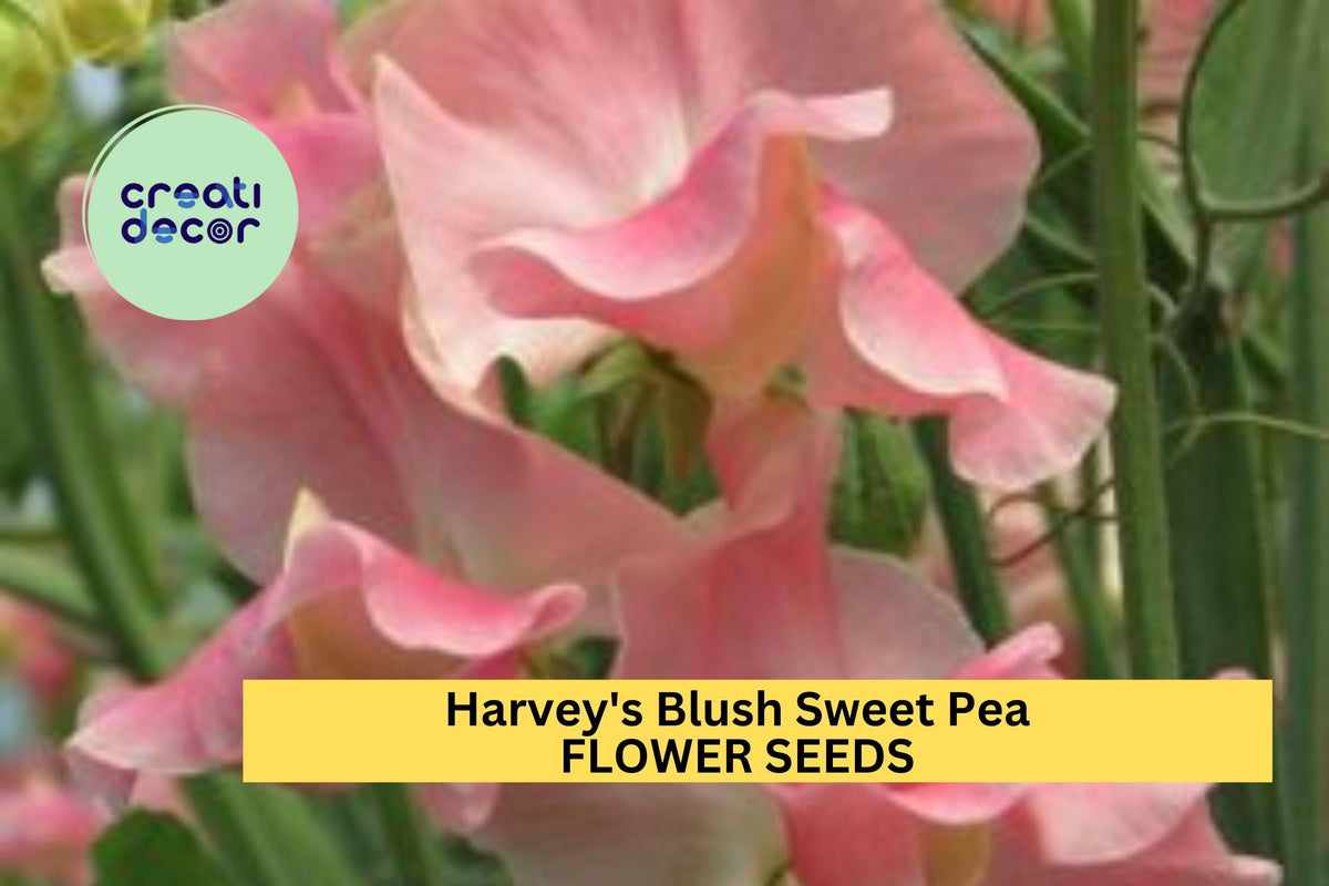 Harvey’s Blush Sweet Pea Seeds – Climbing Vine with Soft Pink Blooms – Lathyrus odoratus for Gardens, Bouquets & Arbors – USA