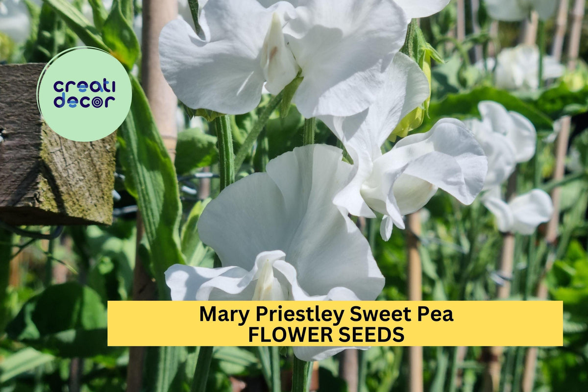 Mary Priestley Sweet Pea Seeds – White Climbing Flower Vine for Trellises, Bouquets & Cottage Gardens – Lathyrus odoratus