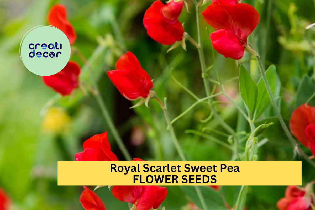 Royal Scarlet Sweet Pea Seeds – Vivid Red Climbing Flower Vine for Trellises, Bouquets & Cottage Gardens – Lathyrus odoratus