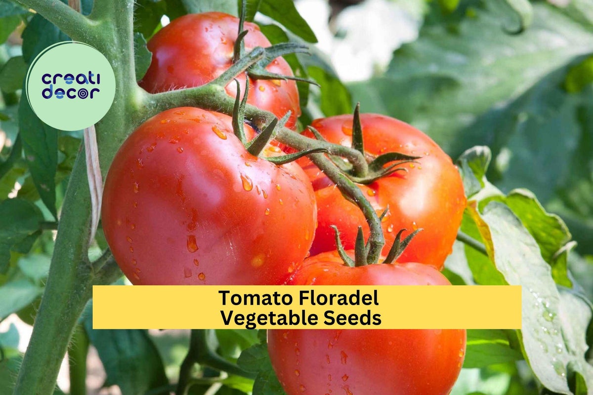 3pcs Floradel Tomato Seeds – Crack-Resistant Large Heirloom Solanum lycopersicum for Juicy Slicing and Salad Gardening