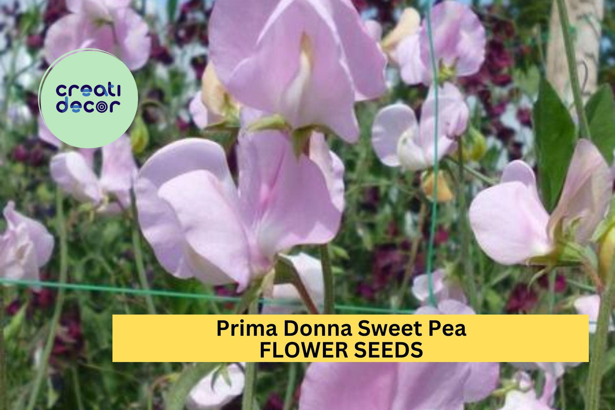 Prima Donna Sweet Pea Seeds – Rose Pink Climbing Flower Vine for Bouquets, Cottage Gardens, Trellises & Arches – Lathyrus odoratus
