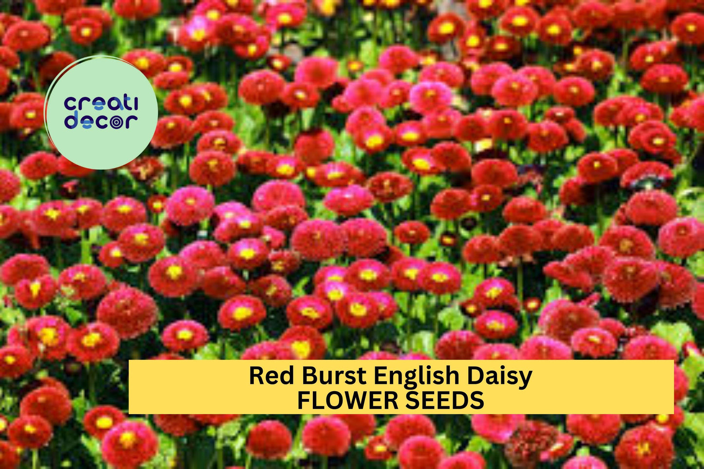 Red Burst English Daisy Seeds – 200+ Vibrant Red Blooms, Bellis perennis, Low-Growing Perennial for Borders, Containers & Pollinator Gardens