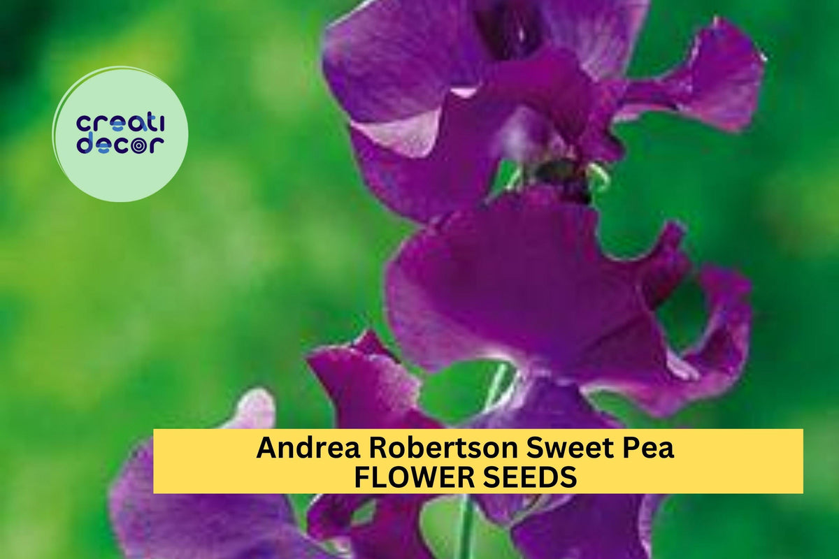 Andrea Robertson Sweet Pea Seeds – Rose Pink Climbing Flower Vine for Bouquets & Gardens – Lathyrus odoratus, 50+ Seeds