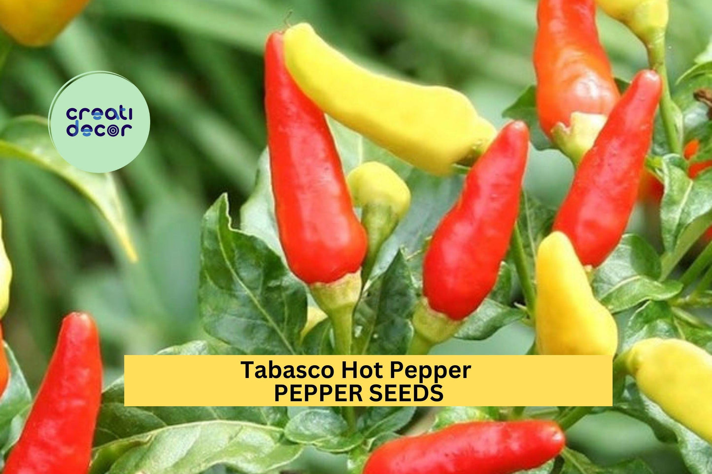 3pcs Tabasco Hot Pepper Seeds – Heirloom Chili for Hot Sauce, Pickling & Garden Growing – Capsicum frutescens Seed Pack