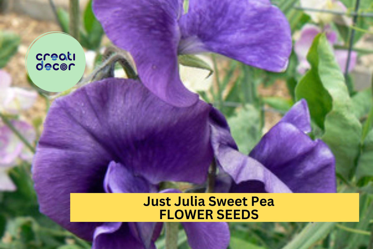 Just Julia Sweet Pea Seeds – Mid-Blue Climbing Flower Vine for Bouquets & Gardens – Lathyrus odoratus