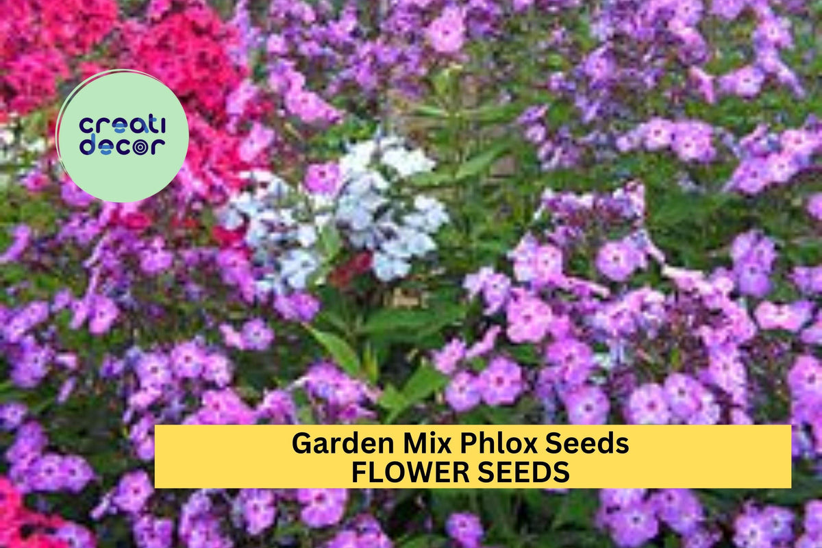Garden Mix Phlox Seeds – Colorful Perennial Flowers for Borders & Pollinator Gardens – Phlox paniculata