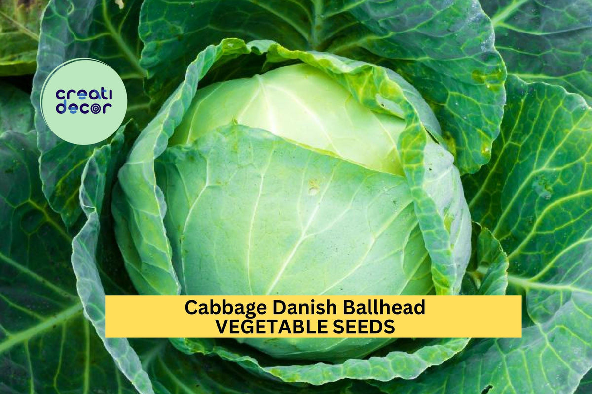3pcs Danish Ballhead Cabbage Seeds – Heirloom Brassica oleracea for Large, Firm, Green Heads, Cold-Weather Crop, Storage & Fermenting