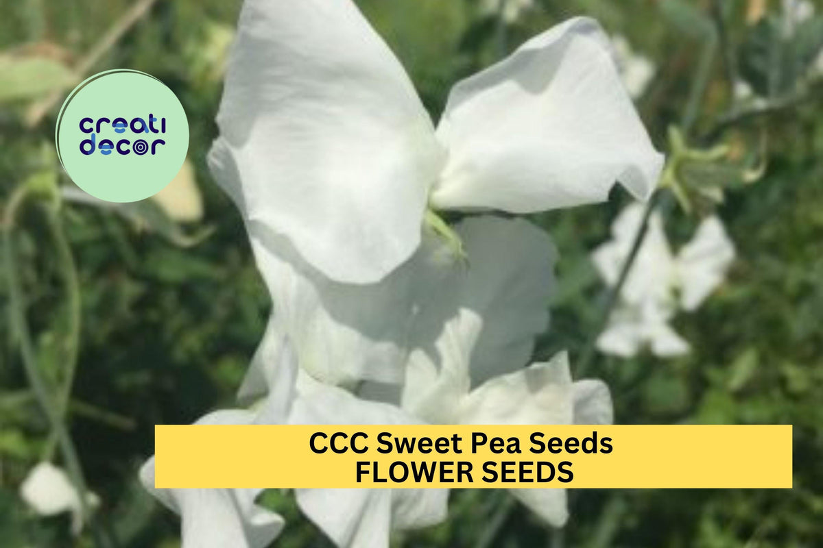 Sweet Pea Seeds 50+ | Fragrant Climbing Vines for Trellises & Bouquets | Lathyrus odoratus | Vintage Pastel Blooms