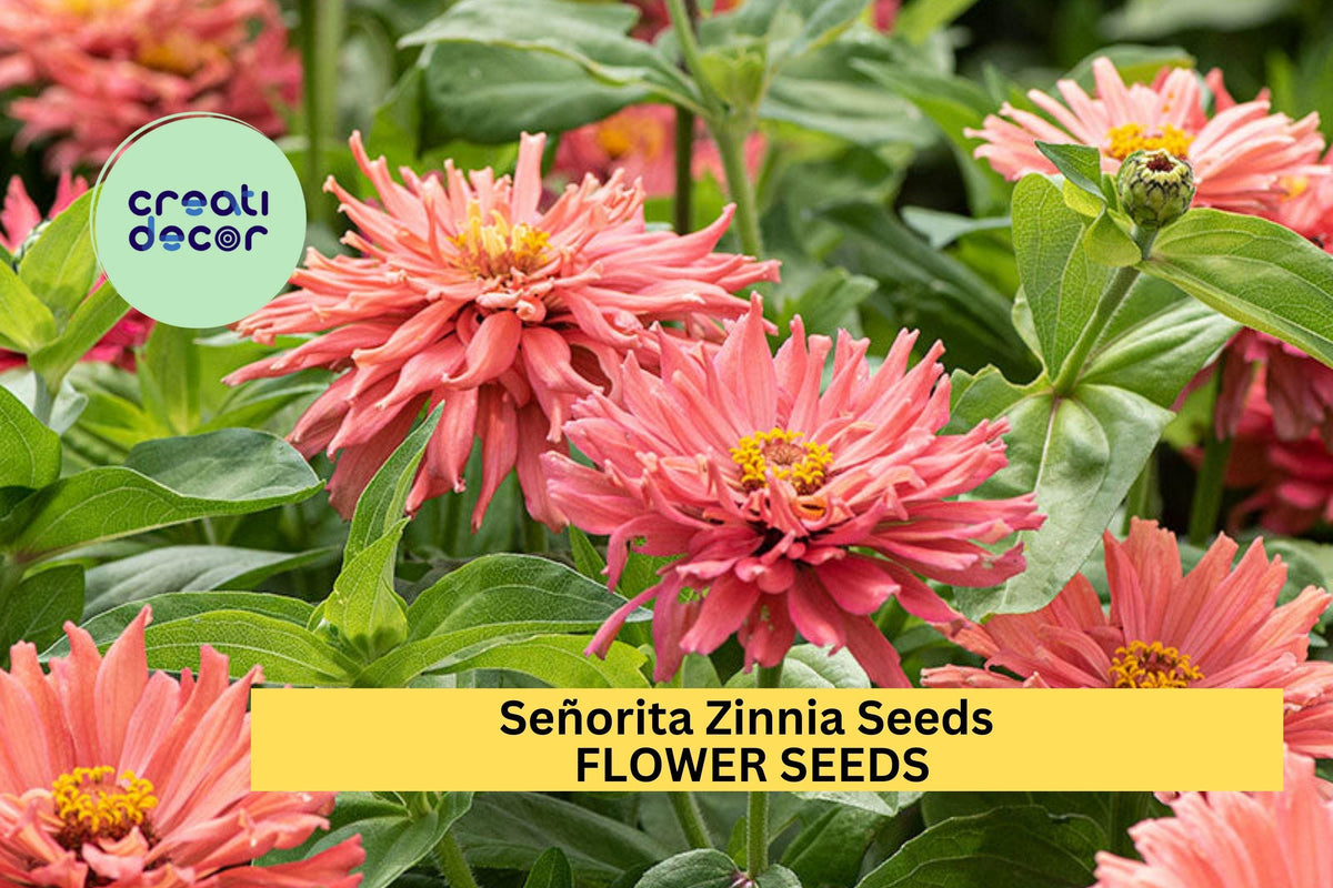 Señorita Zinnia Seeds – Bright Fuchsia Blooms – Cut Flower, Pollinator Garden, Borders, Bouquets – Zinnia elegans, USA