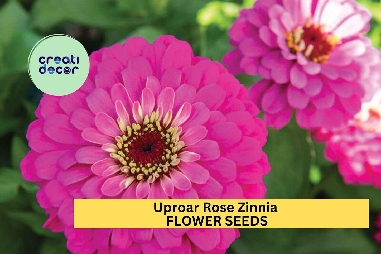 100+ Uproar Rose Zinnia Seeds – Vibrant Pink Blooms, Annual Flower for Garden Beds, Borders & Cut Flowers – Zinnia elegans